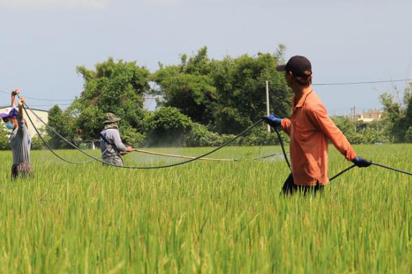 夏秋季怎么避免烟粉虱蔓延，可喷施阿维啶虫脒等低毒药物