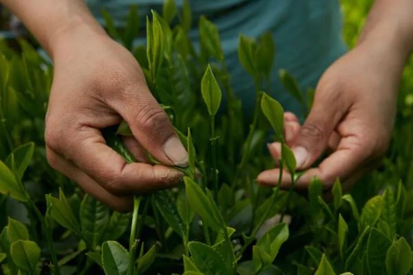 六安瓜片属于什么茶，属于绿茶特种茶类