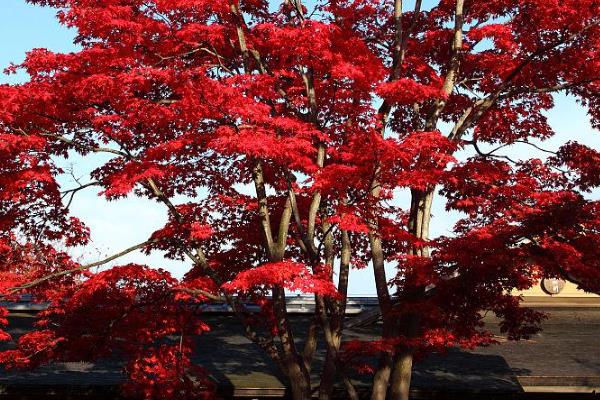 日本红枫的适宜生长温度，最佳生长温度在10-32℃之间