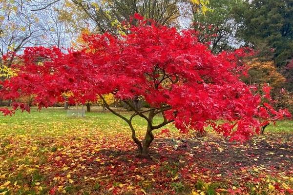 日本红枫的适宜生长温度，最佳生长温度在10-32℃之间