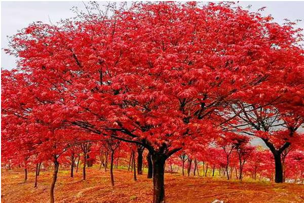 日本红枫的适宜生长温度，最佳生长温度在10-32℃之间