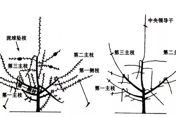 苹果树修剪方法，要逐年清理多余辅养枝