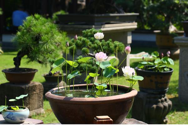 哪些花卉不怕晒，包括向日葵、茉莉花、碗莲等品种