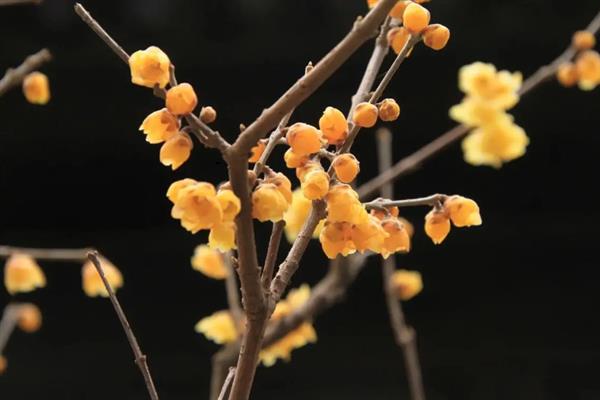 哪些花卉不怕晒，包括向日葵、茉莉花、碗莲等品种