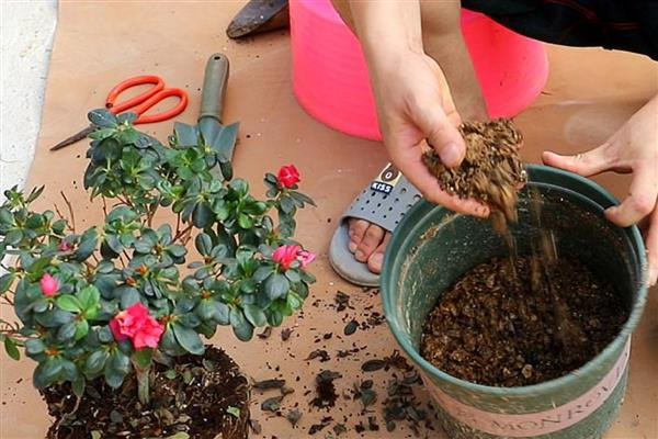 杜鹃花冬季能换盆吗，在冬季不可换盆