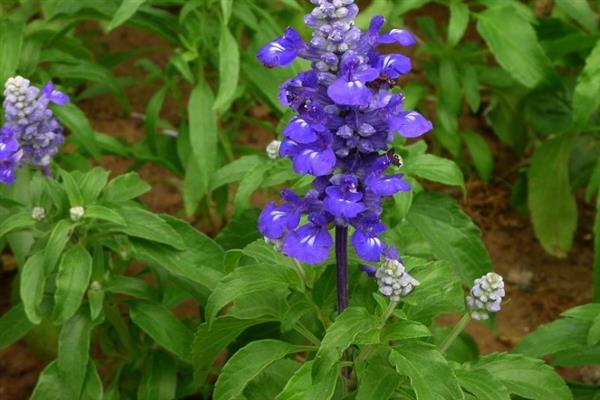 蓝花鼠尾草的开花时间，一般为4-7月份