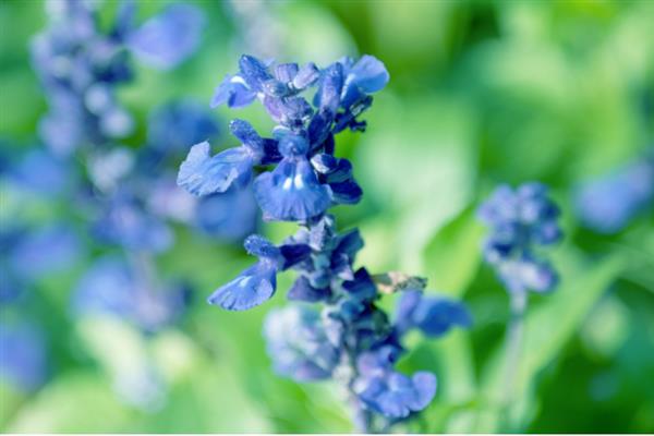 蓝花鼠尾草的开花时间，一般为4-7月份