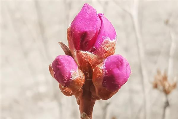 朝鲜的国花是什么，是金达莱