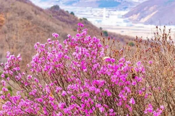 朝鲜的国花是什么，是金达莱