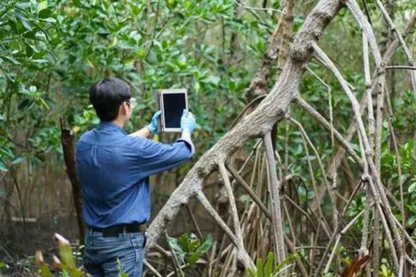 植物标本怎么制作，将植物放入标本夹中、干燥后再装订