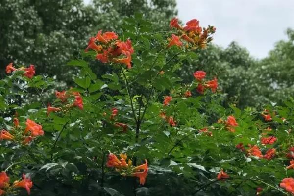 凌霄花适合种院子里吗，没有毒性可以种院子里