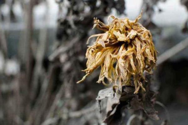 菊花叶片枯萎如何解决，针对不同的发生原因采取不同的措施