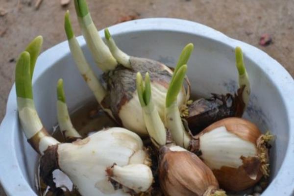 水仙花球开过花后如何处理，需及时清洗杀菌处理