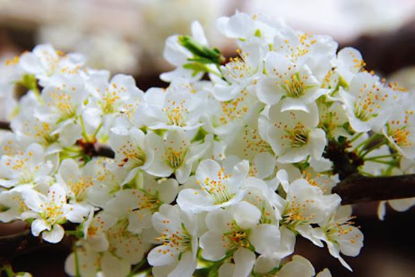 李子花的花语，寓意清纯质朴、小巧可爱等