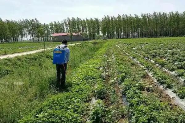 甲咪唑烟酸的防治对象，以一年生单子叶、双子叶杂草为主